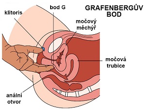 Anatomie Grafebergova bodu (bodu G)